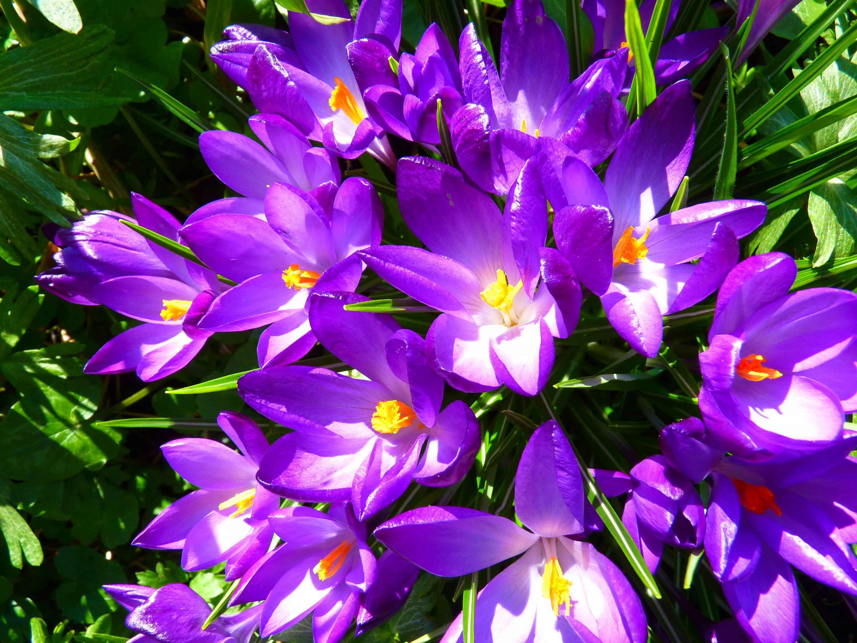 Какие растения сейчас цветут. Крокус Баррз Пурпл. Пурпурный Крокус. Минзухар цветок. Цветущие крокусы.