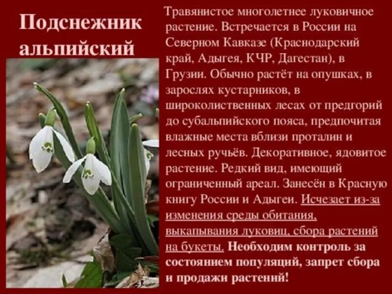 Почему многие растения попали в красную книгу. Растения кубани занесенные в красную книгу. растения краснодарского края занесенные в красную книгу. растения которые занесены в красную книгу кубани. растения занесенные в красную книгу дагестана.