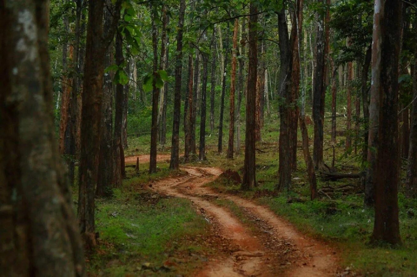 Dense forest. Густой полог листвы. karnataka big forest. красивые dense.