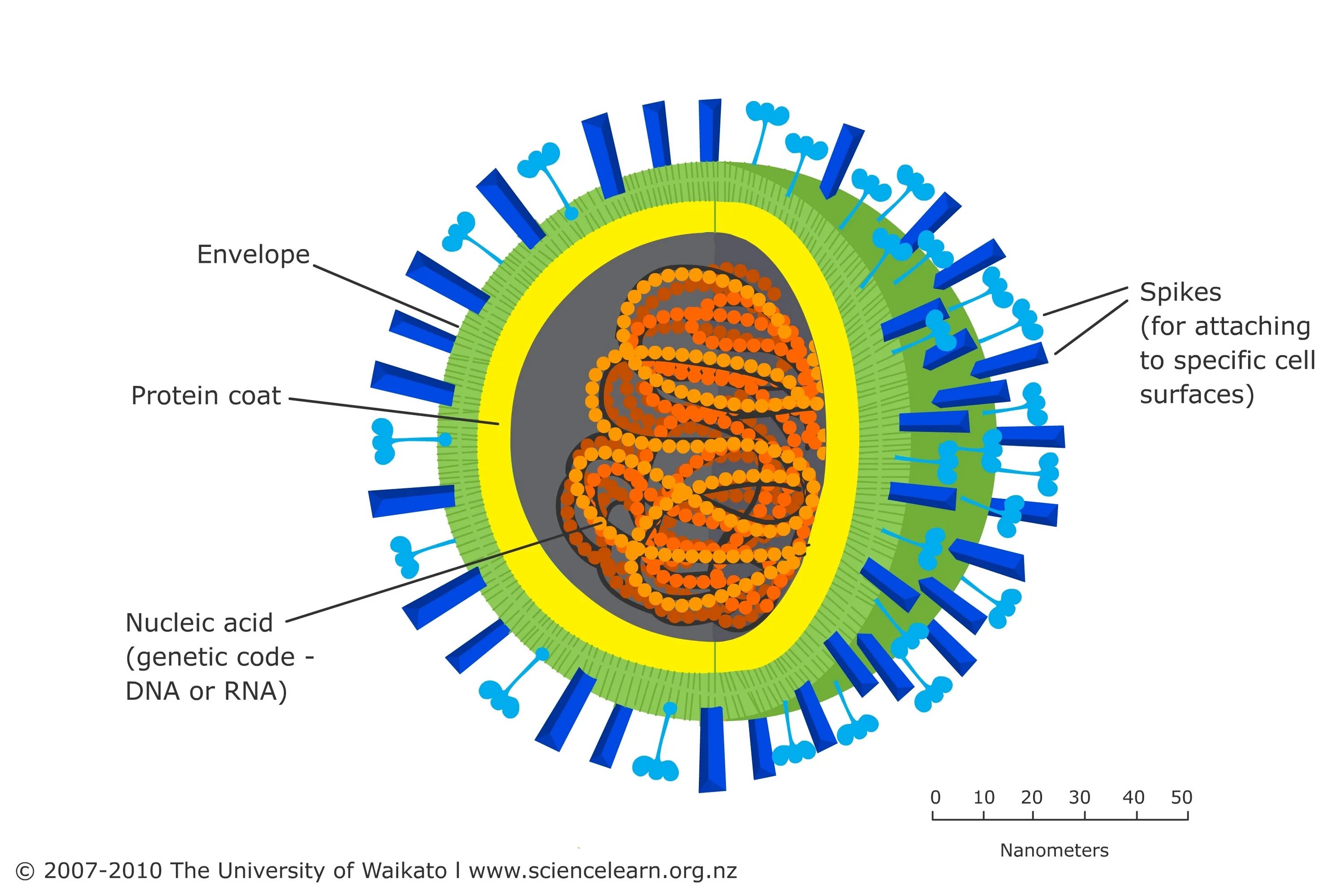 Possible virus