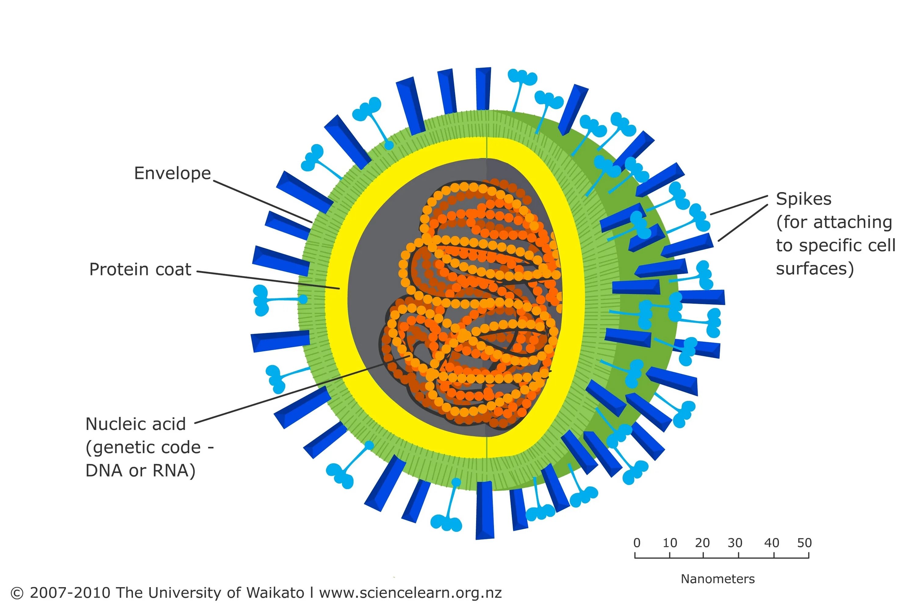 Орви клетка. Вирус. Клетка вируса. Вирусы микробиология. Virus structure.