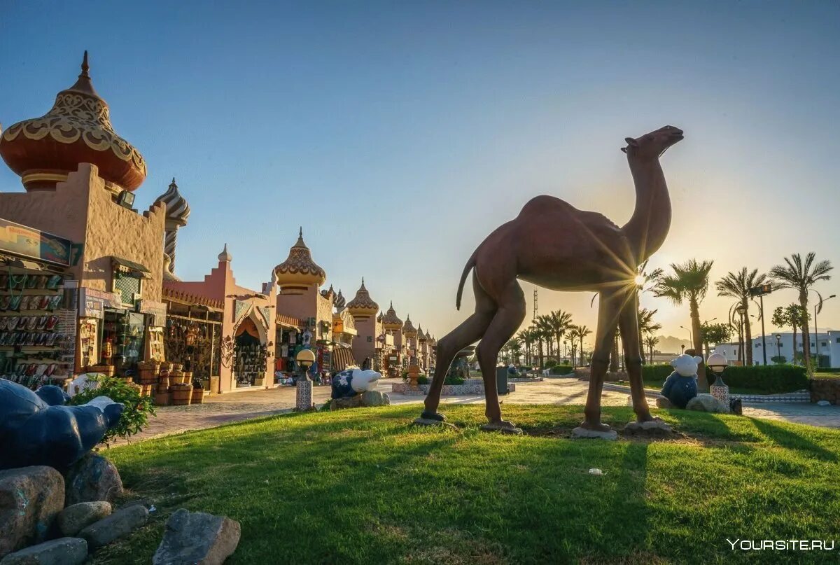 Шарм эль шейх коллаж. Королевский верблюд. Шармаль-шейх отели. Экскурсии в шарме 2024. Шармаль эль шейх разрушенные дома.