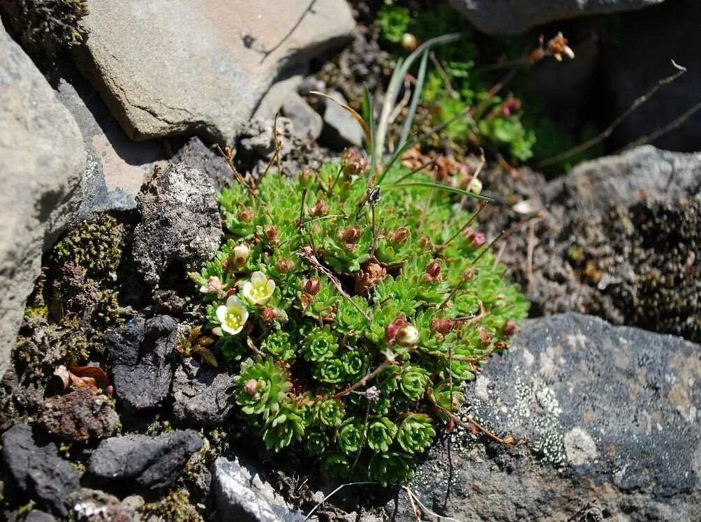 Камнеломка цветок садовый многолетний фото. Камнеломка Цветущая. Камнеломка метельчатая Балканская.. Камнеломка Блютентеппич. Камнеломка стелющаяся.