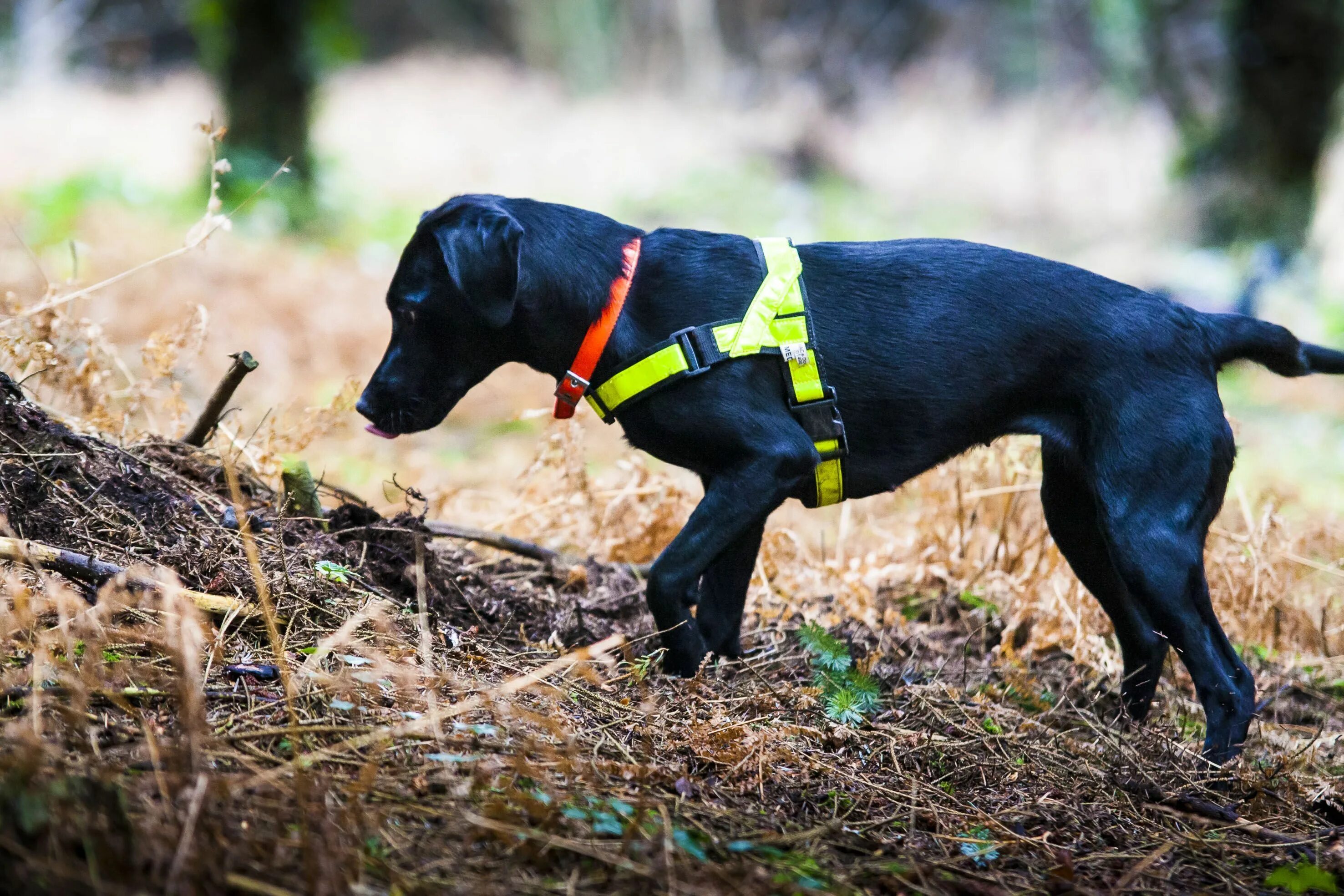 Собака следопыт. Бассет-хаунд породы охотничьих собак. Лабрадор короткошерстный. Собака блатхаус. Bernskij следопыт sobaka.
