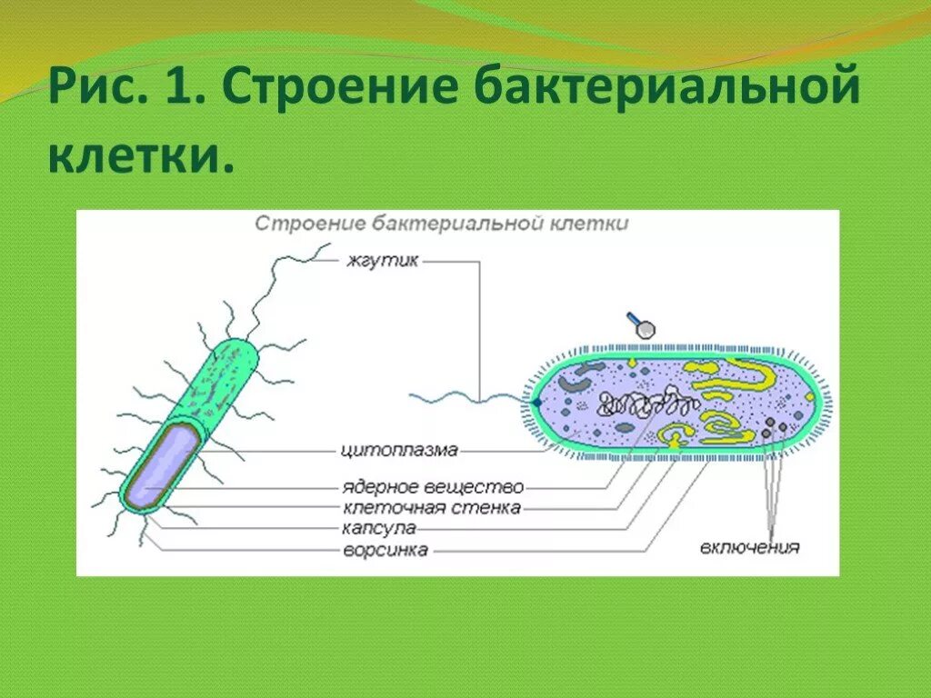 Органоиды бактериальной клетки 5 класс. Цитоплазма бактериальной клетки. Подвижная цитоплазма у бактерий. В клетках бактерий есть ядро