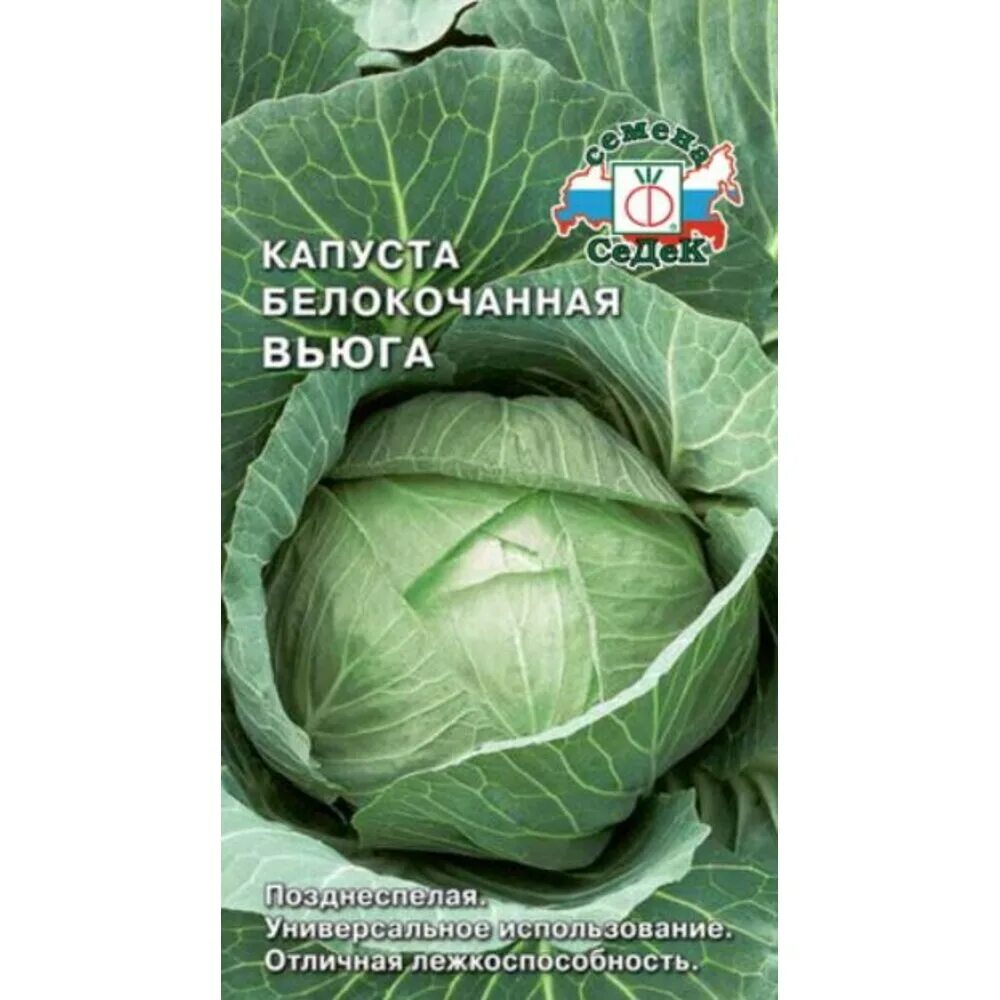 Капуста белокочанная вьюга. Названия капусты белокочанной. Сорта поздней капусты белокочанной для хранения. Сорта белокочанной капусты для засолки и квашения. Капуста вьюга описание сорта