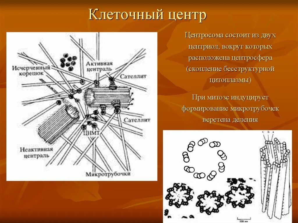 Клетка клеточный центр рисунок. Сателлиты центриоли. Клеточный центр центросома строение. Строение клетки центросома.