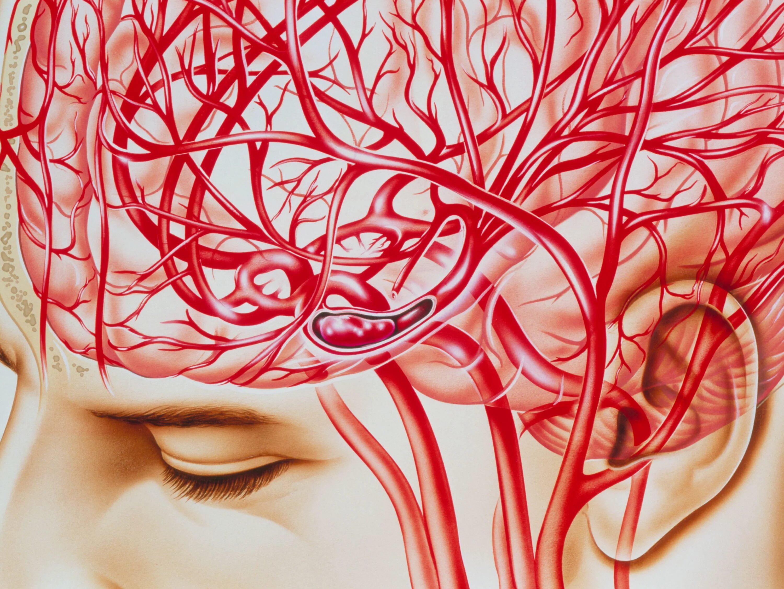 Капилляры головного мозга. Кровеносные сосуды мозга. Артерии и сосуды головного мозга. Улучшится кровообращение