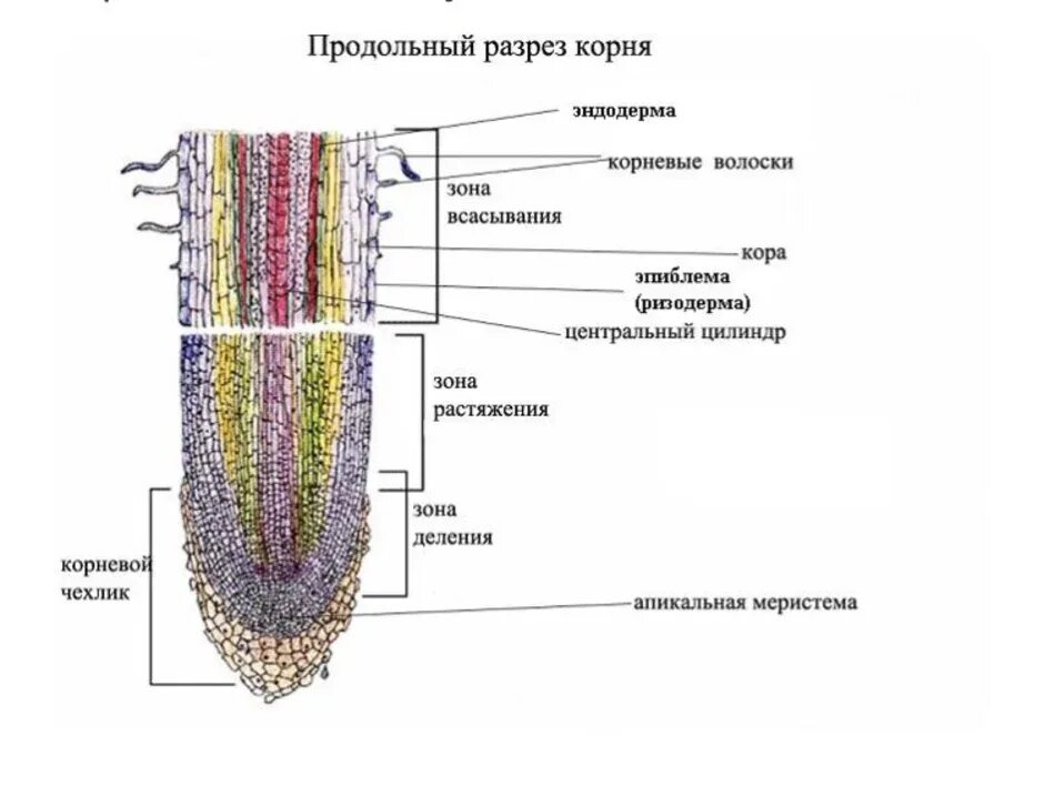 Каково строение корня. Внутреннее строение корня продольный разрез. Строение корня на продольном срезе. Продольный срез корня ткани. Продольный срез кончика корня.