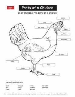 Английский язык chicken