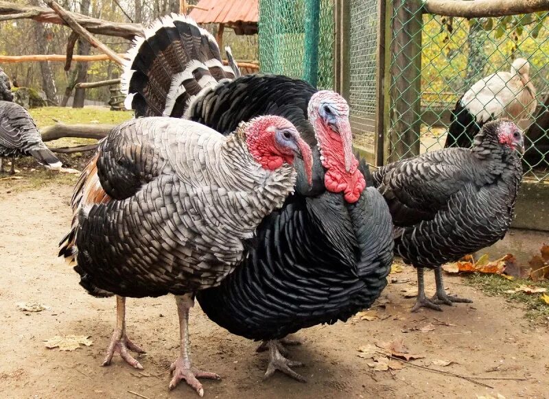 Московские бронзовые индюки. Чем отличается индюк. Индюк индюшка и индюшонок. Ред бурбон индюки. Индюк самец.