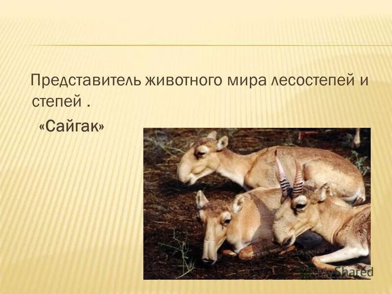 животный мир лесостепи и степи в россии.