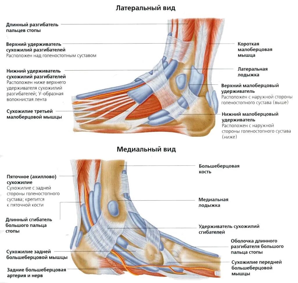 Почему болит кость ноги спереди. Голеностопный сустав анатомия строение связки. Гольностопсустав анатомия строение. Мышцы голеностопного сустава топографическая анатомия.