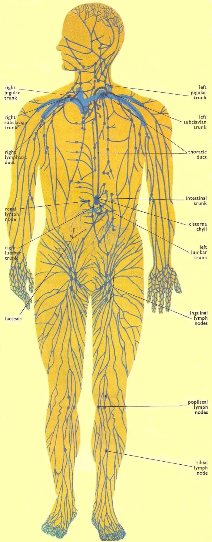 Схема движения лимфы анатомия. Лимфатическая система человека анатомия движение лимфы. Лимфоток человека схема. Лимфатическая система человека рис 61. Лимфосистема схема