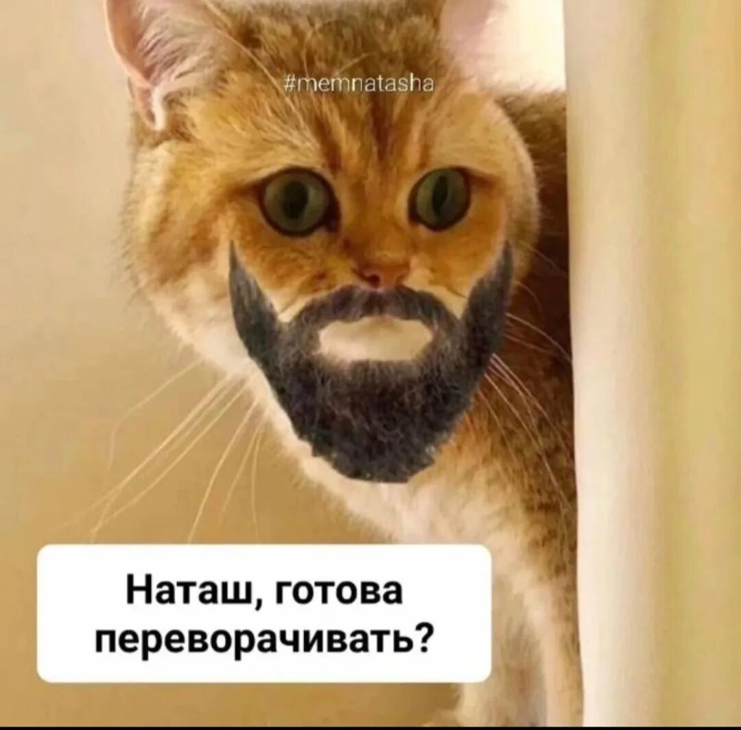 Мем видео с тремя котами Мемы с Котами #анекдоты #юмор #приколы #мемы #shorts Cats, Animals, Development
