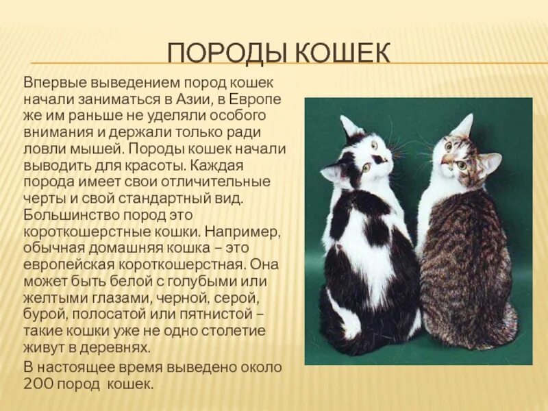 Презентация про кошек. Доклад про кошек. Презентация на тему породы кошек. Презентация кошки по породам.
