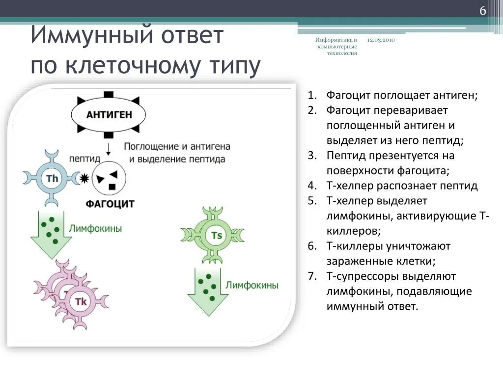 Наличие иммунного ответа. Общая схема иммунного ответа иммунология. Иммунный ответ клеточного типа. Клеточный иммунный ответ механизм схема. Схема иммунного ответа клеточного типа.