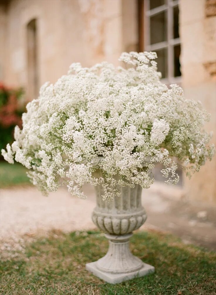 Гипсофила однолетка. Baby's breath цветок. Blossom s breath. Гипсофила голубая эстетика. Гипсофила белая на белом.