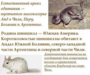 Шиншилла характер