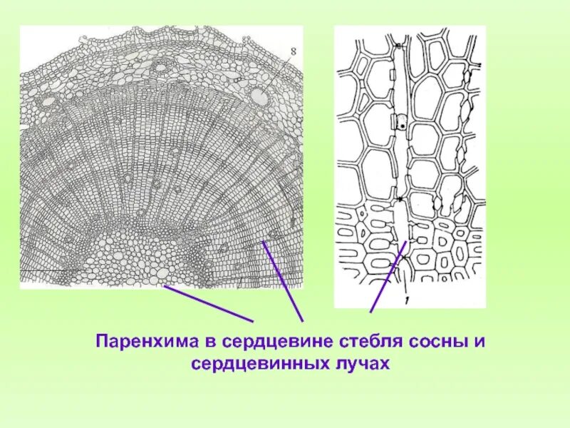 Стебель выполняет запасающую функцию