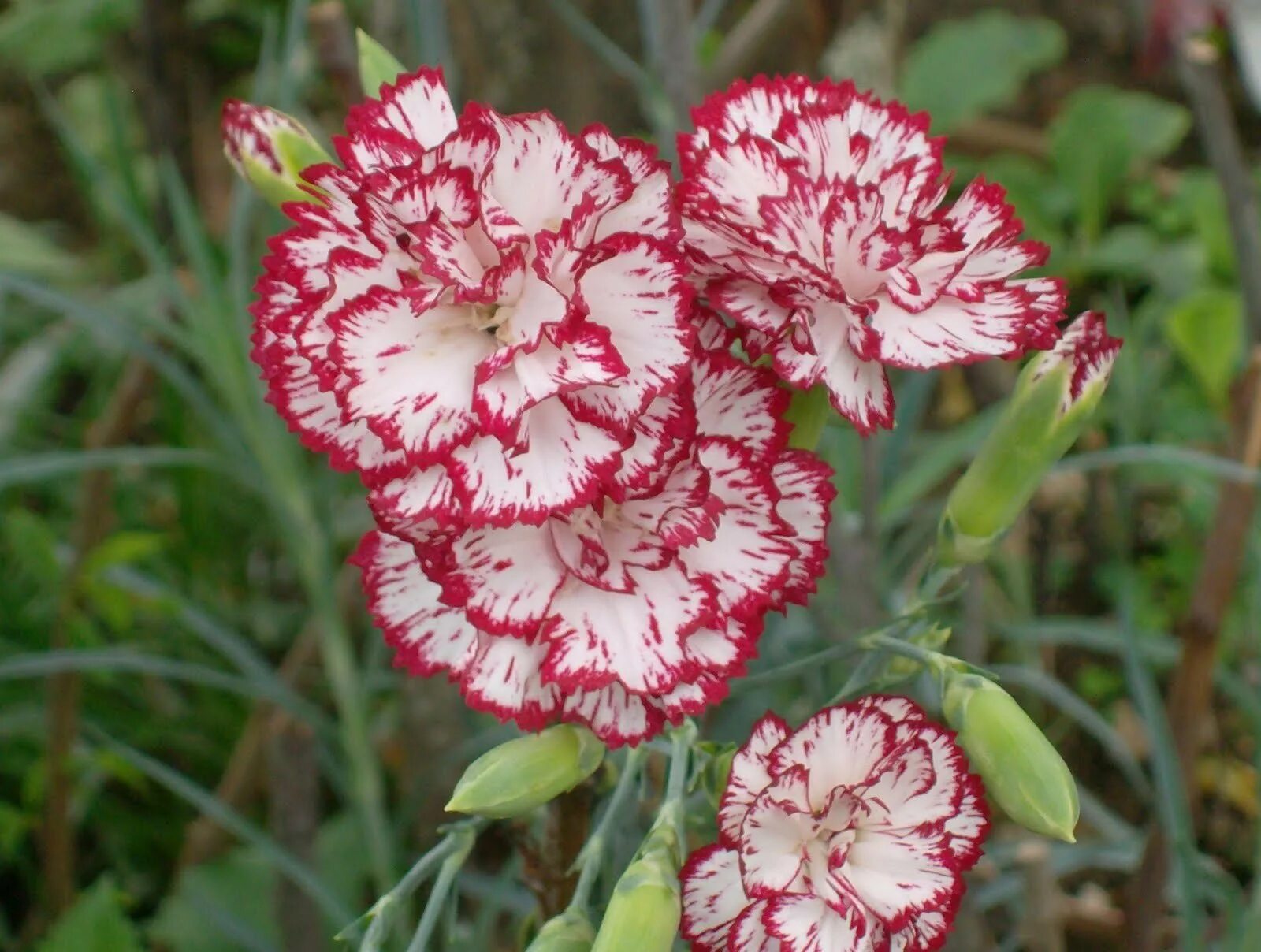 Гибридные гвоздики. Гвоздика Шабо Пикоти. Садовая гвоздика (Dianthus caryophyllus). Гвоздика Помпадур. Цветы гвоздика Шабо.