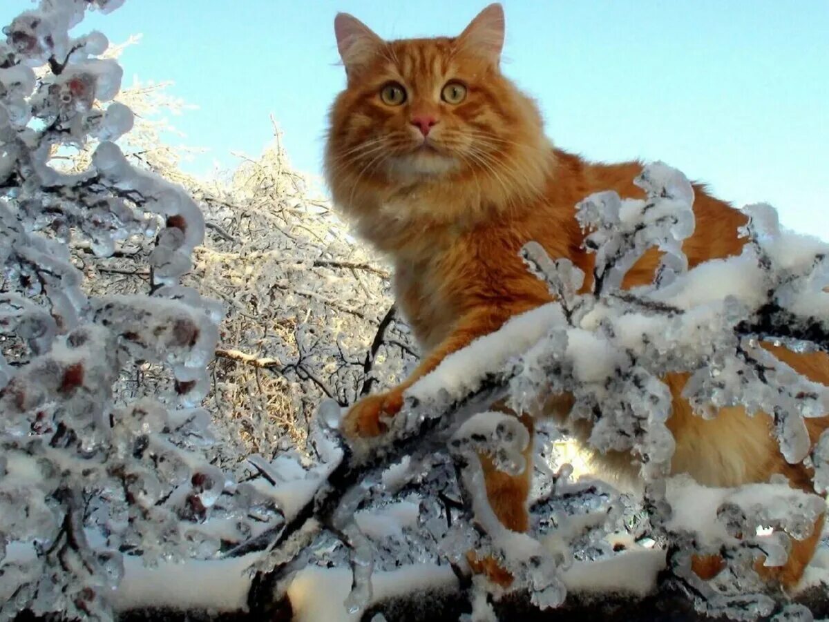 Какое завтра февраля. Кот зима. Коты зимой. Кот в снегу. Рыжая кошка в снегу.