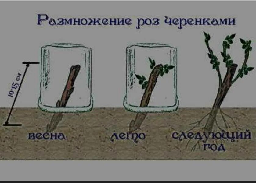 Укоренить розу в воде домашних условиях. Размножение шиповника отводками. Черенки черенки роз. Черенки розы Эпин. Размножение голубики зелеными черенками.