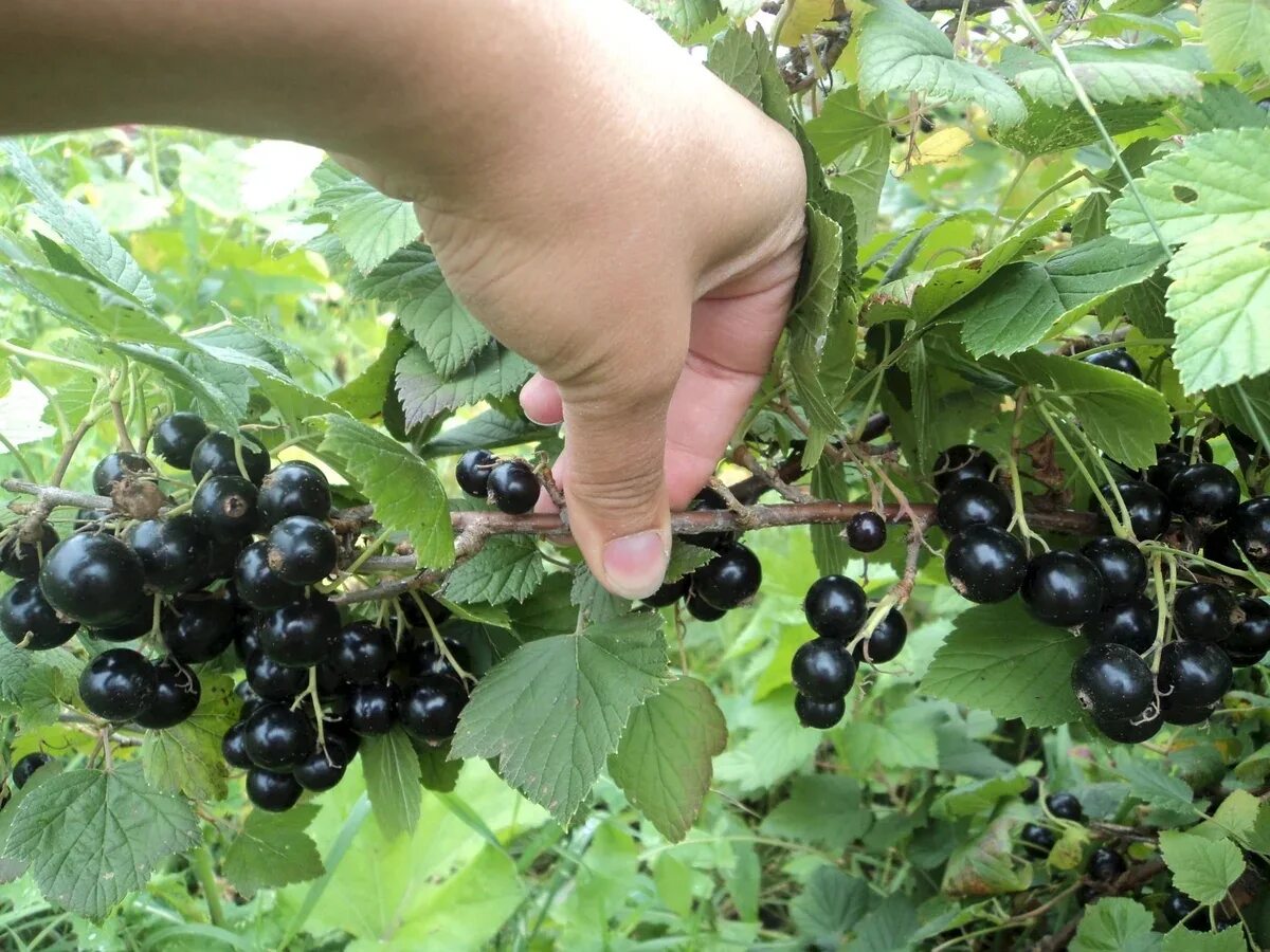 черная смородина в огороде. смородина дикуша. смородина урожай. смородина урожай. смородина черная куст.