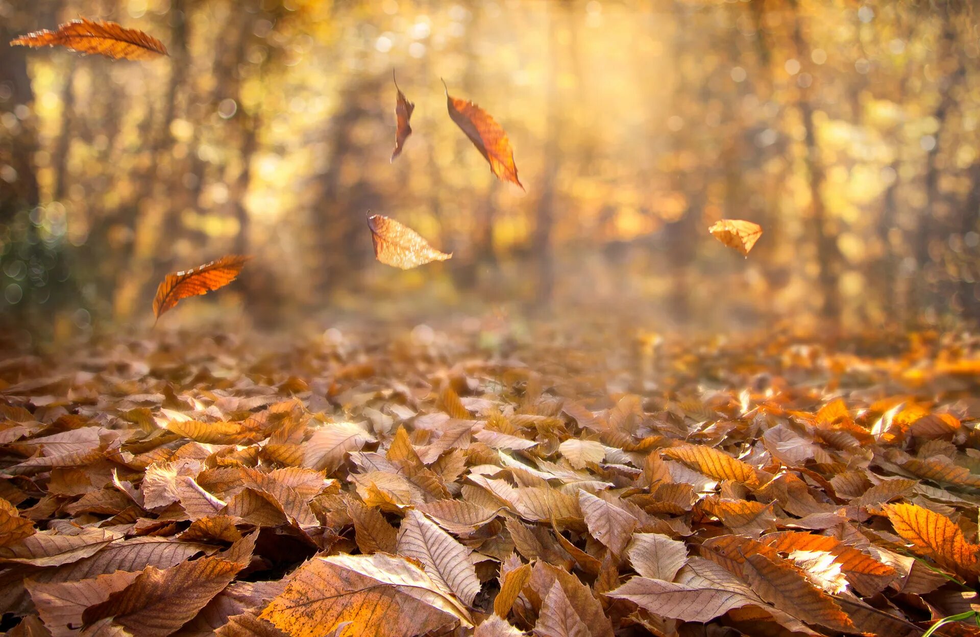Elementsleaves Stock Video Footage - 4K and HD Video Clips Shutterstock