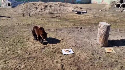 Ярославский зоопарк новости