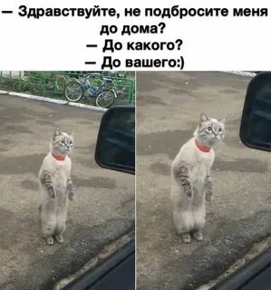 Шутки хорошего настроения