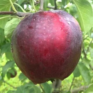 Вильямс прайд яблоня отзывы