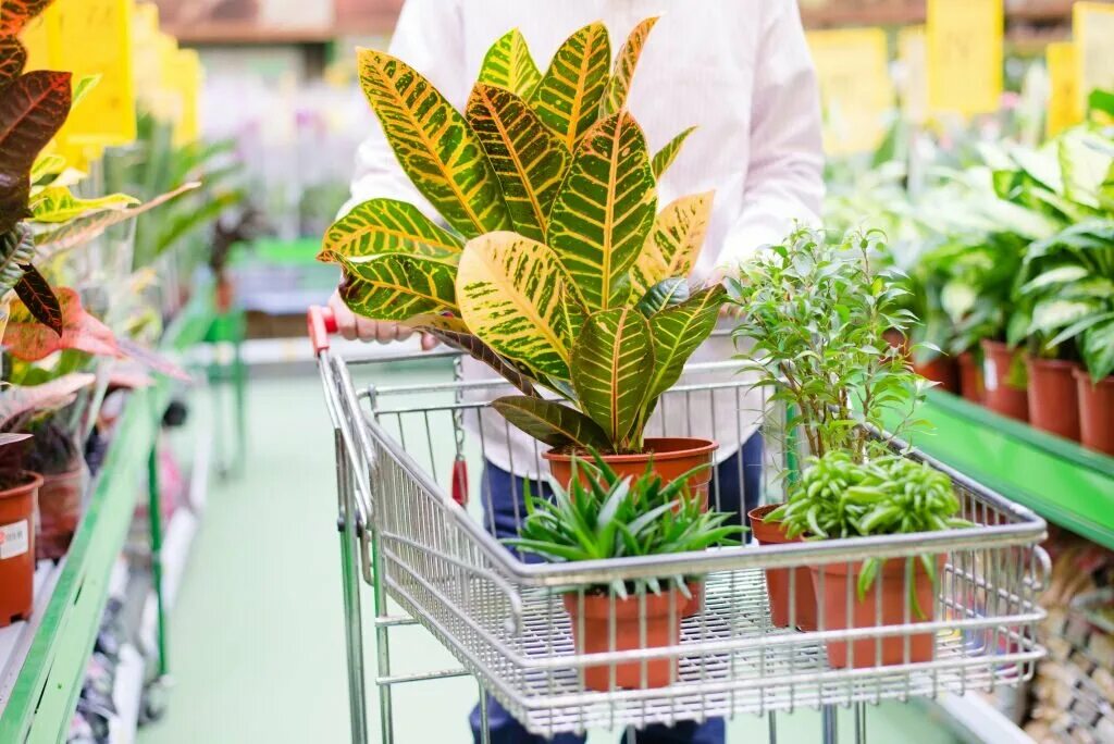 Закупки растений. Цветы в супермаркете. Цветы в продуктовом магазине. Продавец растения сад. Купить цветы в супермаркете.