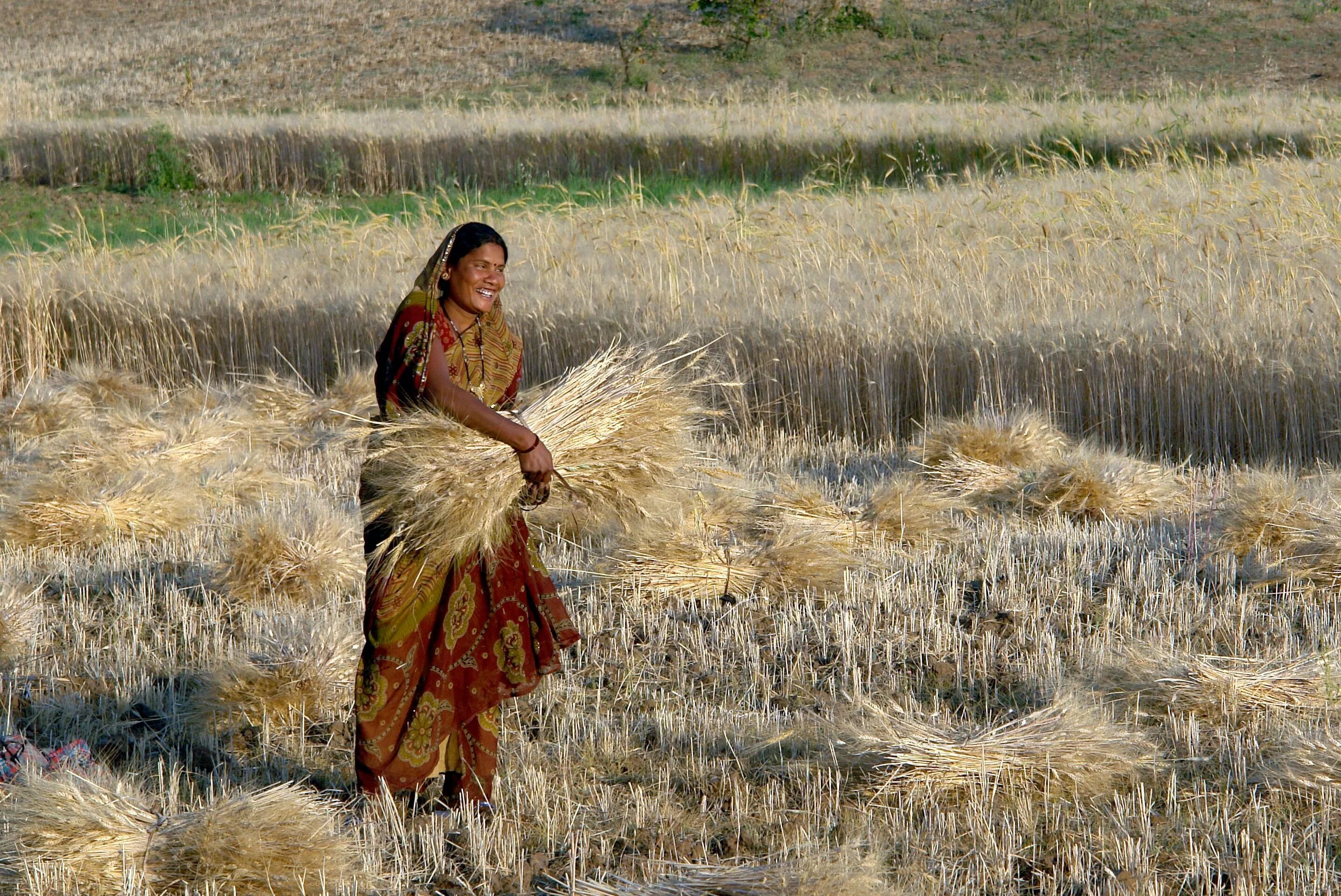Индия пшеница. Поле пшеницы Индия. Сельское хозяйство в древней Индии. Сбор пшеницы в Индии. In northern india they harvest their wheat