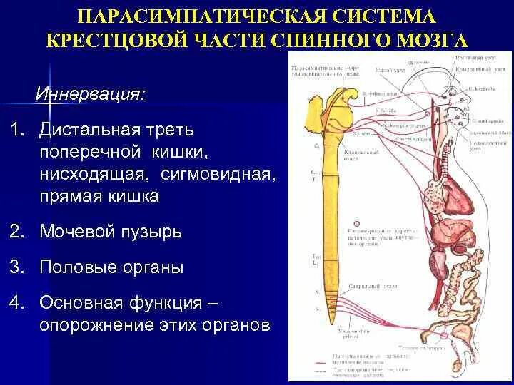 Нисходящий нерв. Симпатическая иннервация органов. Парасимпатическая система. Парасимпатическая иннервация головы и шеи осуществляется. Парасимпатическая иннервация.