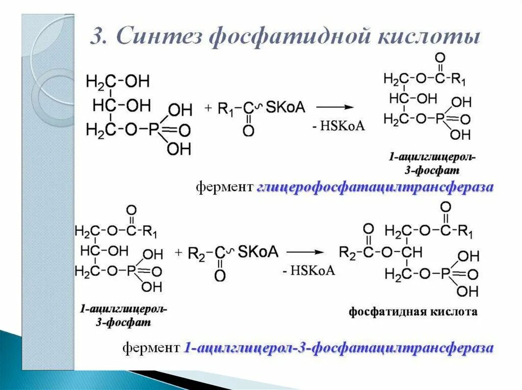 Третий синтез. Реакции синтеза фосфатидной кислоты. Схема синтеза фосфатидной кислоты. Реакция образования фосфатидной кислоты. Синтез фосфатидной кислоты.