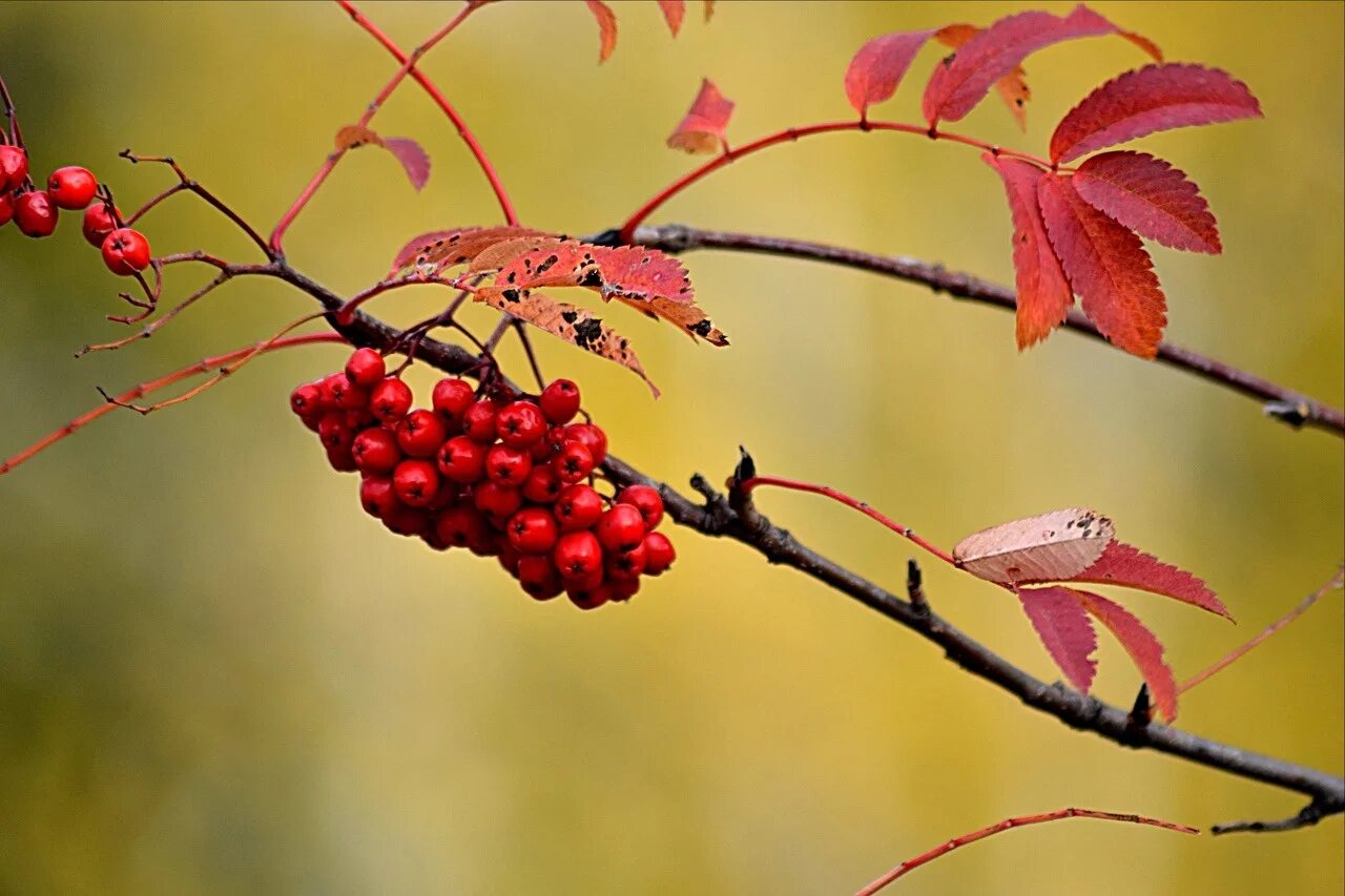 лист рябины фото. Sorbus aucuparia (рябина обыкновенная). осенняя ветка рябины. рябина обыкновенная листья. ветвь рябины.