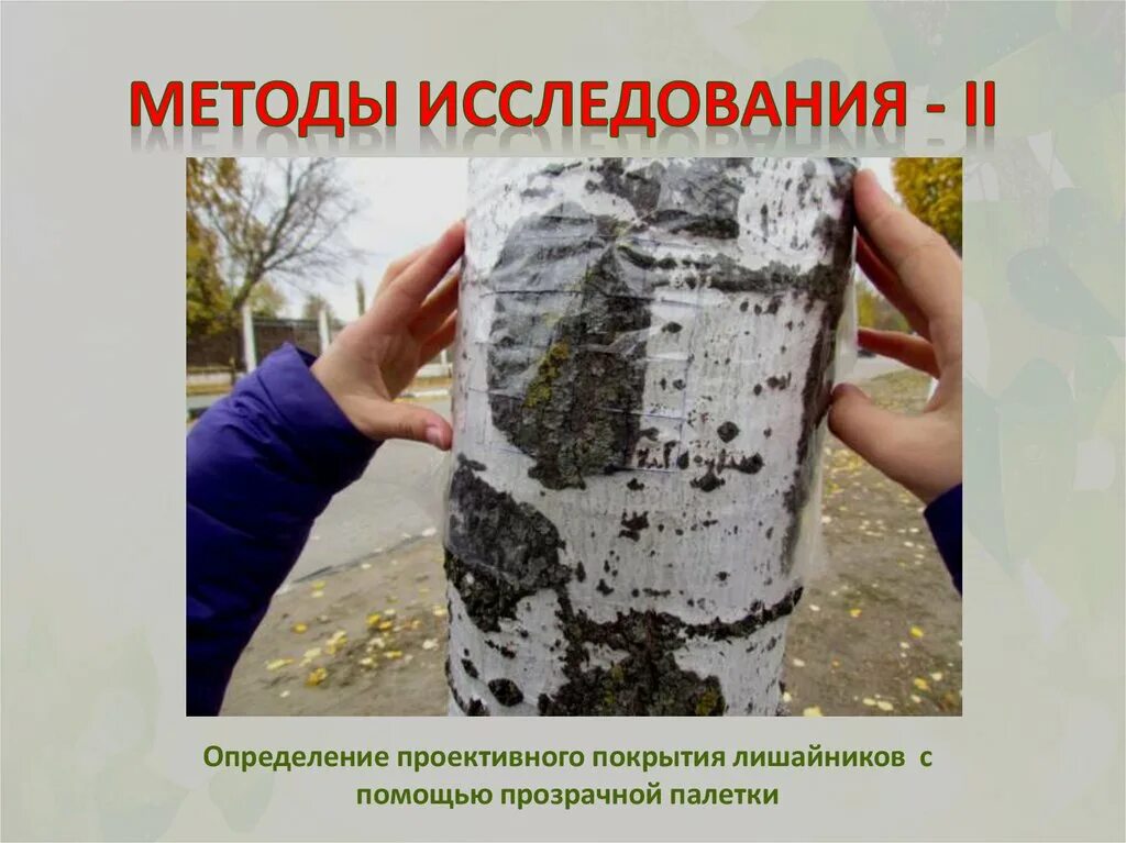 Определение чистоты воздуха. Методы исследования лишайников. проективное покрытие лишайников. лишайники индикаторы чистоты воздуха. палетка для лишайников.