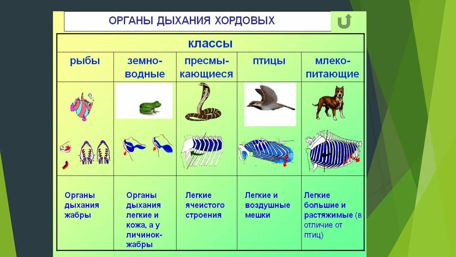 Защита позвоночных животных. Дыхательная система беспозвоночных хордовых. Схема дыхательной системы хордовых рыбы. Эволюция развития органов дыхательной системы хордовых. Системы органов животных типа хордовых таблица.