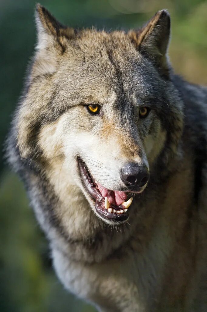 Pin on Animales Wolf dog, Wolf spirit animal, Wolf pictures