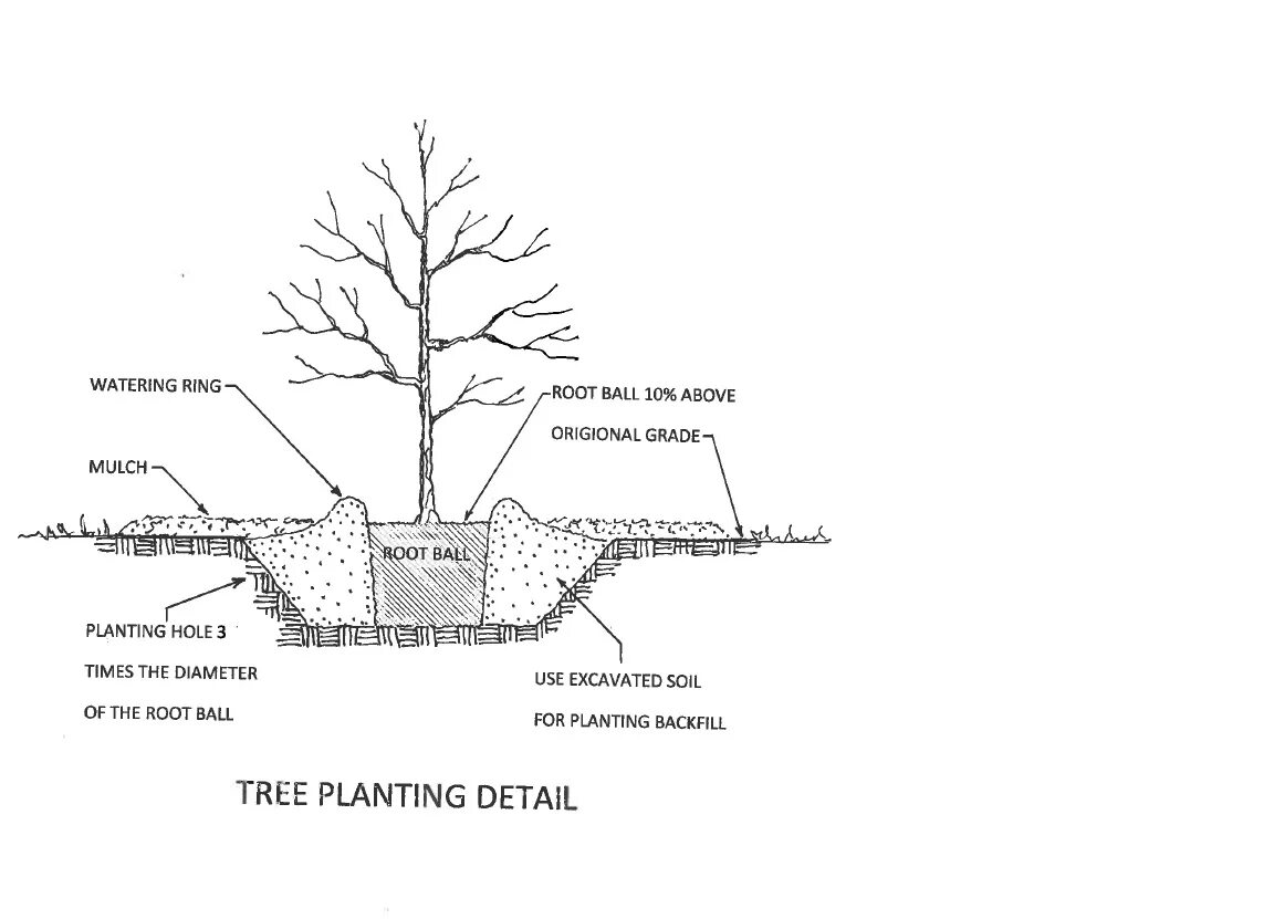 Planting trees in ksa. Drain дерево. Planting trees перевод. размер посадочных ям для стандартных деревьев. садить дерево природа фон.