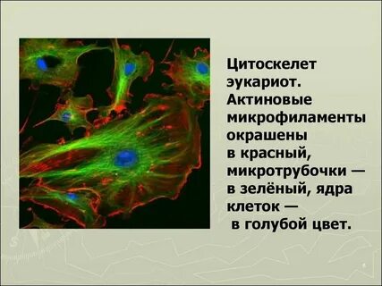 Выполняемые функции цитоскелета