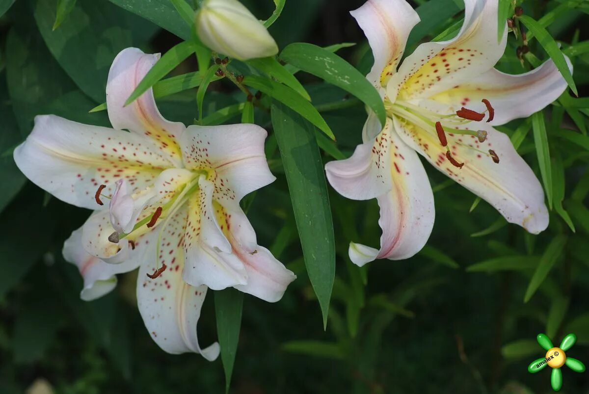 Лилия брокен харт описание. Лилия лион харт. лилия париж харт. лилия танго париж харт. лилия брокен харт.