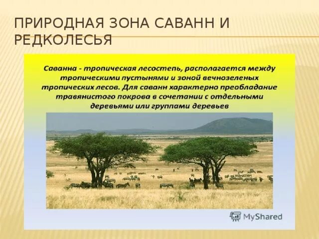 Саванны и редколесья какая природная зона