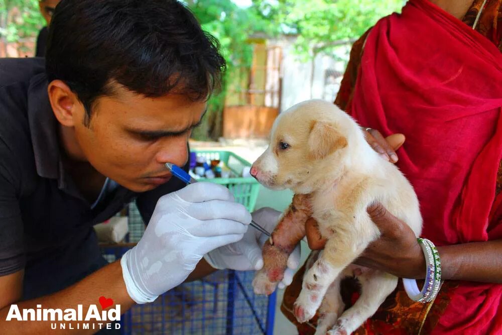 Volunteers help animals. Забота о животных. Помощь животным. Волонтеры животных. Волонтеры помогают животным.