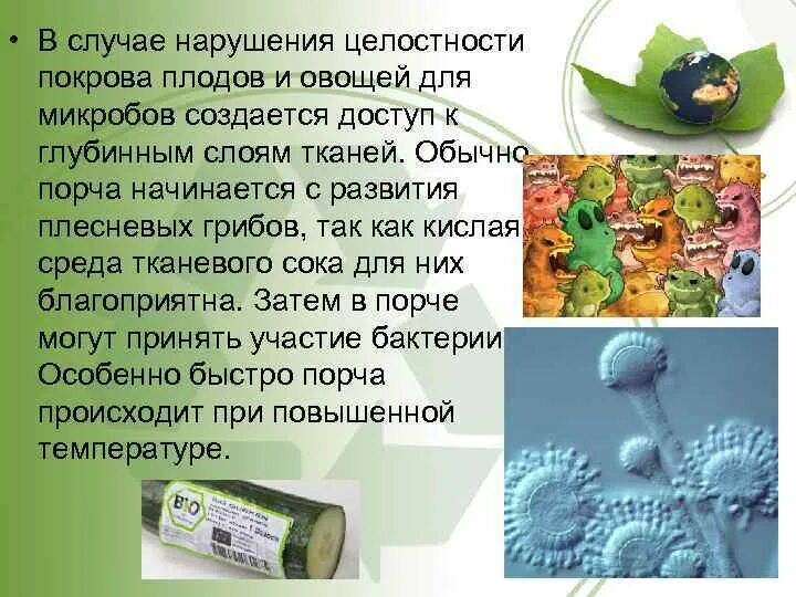 Грибы вызывающие порчу продуктов питания. Презентация по микробиологии на тему грибы. Микробиология овощей. Микробиология плодов и овощей. Микробиология овощей и плодов кратко.