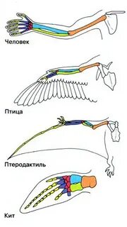 Гомологичные органы руки человека