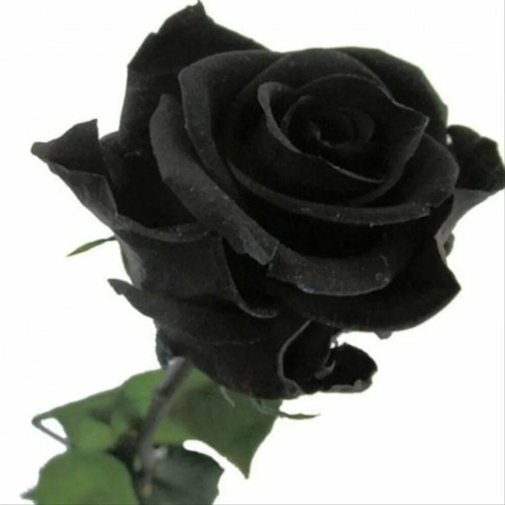 Про черную розу