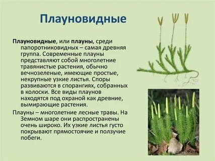 Споровые растения хвощи плауны папоротники