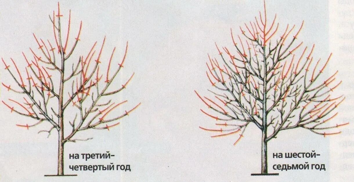 Как правильно обрезать сливу весной для начинающих. Улучшенная чашевидная крона у абрикоса. Обрезать абрикос весной. Формировка абрикоса весной. Омолаживающая обрезка яблони весной схема.